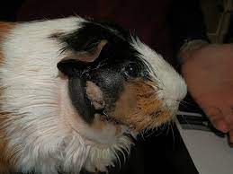 Abscess From Vetlexicon Definitive Veterinary Intelligence