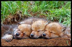 Sleepy Babies Baby Wolves Sleeping Wolf Wolf Pup