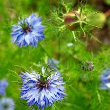 Check spelling or type a new query. Nigella Miss Jekyll Blue Seeds The Seed Collection