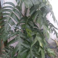 Jun 17, 2021 · resep ikan bakar pedas. Herbal Daun Ekor Naga Shopee Indonesia