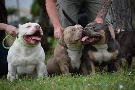 Us » california » sacramento seller : Facts You Must Know About The 10 Famous American Bully Kennels