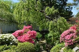 The great thing about the rebloom azaleas is that they are not limited to one flowering season. Shofuso Japanese Cultural Center On Twitter Although Azaleas Have Been Cultivated With Flowers In Shades Of Orange Purple Red White And Yellow The Most Common Azalea Colors In Japanese Gardens Are Shades