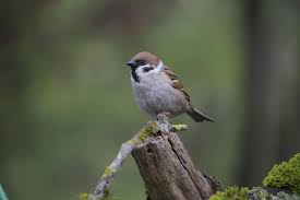May 5 · die sommer werden immer heißer und trockener! Heimische Vogel Im Garten Erkennen So Lassen Sie Sich Ganz Einfach Bestimmen