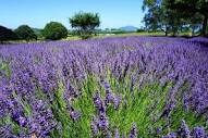 Alpha Lavender Farm NZ - Picture of Alphra Lavenders, Te Awamutu ...