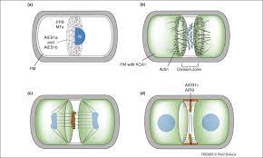 Mitosis is a process of cell division which results in the production of two daughter cells from a single parent cell. Cortical Division Zone Establishment In Plant Cells Trends In Plant Science