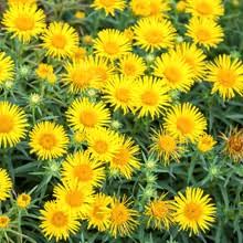 Image result for Inula