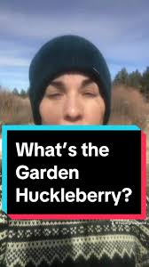 Garden huckleberry aka schwartzbeeren #gardenhuckleberry #perennials  #gardeningtips #growfruit #gardeninggoals #homesteading
