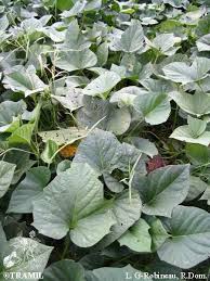 Image result for Ipomoea barteri