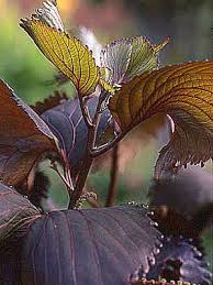 Image result for Acalypha allenii