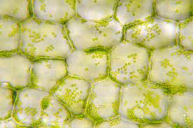 Plant Vs Animal Cells Lessons 9 Games To Engage Students Teaching Students About Plant Cells Vs A Photosynthesis Plant Cell Cellular Respiration Activities
