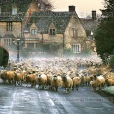 Sheep Stampede This Is My Vision Of A Happy And Wonderful Time In Scotland Or Ireland Nothing Like A Flock Of Sheep In The Road Sheep Farm Animals Nature