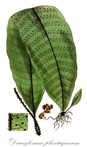 Image result for Lomariopsidaceae