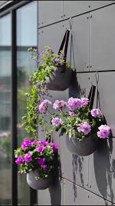 Image result for foto muškáty