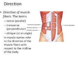 Knowing muscle names and their functions will help you to choose the right exercises, practice proper form, and better connect with and target your muscles. The Muscular System Part 2 Naming And Identifying