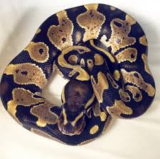 How much does it cost to get a ball python? Ball Pythons For Sale Bhb Reptiles