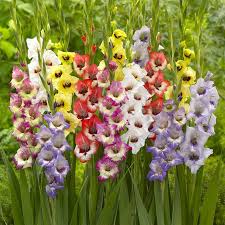 Image result for Gladiolus virgineus
