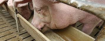 Pour raccorder les câbles des cuisinières à l' installation domestiqueversion particulièrement plateavec un couvercle. L Alimentation Des Porcins Animal Elevage La Viande Fr