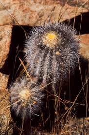 A cactus (plural cacti, cactuses, or less commonly, cactus) is a member of the plant family cactaceae, a family comprising about 127 genera with some 1750 known species of the order. Photos Cacti Are More Than Trendy Houseplants In Chilean Atacama Desert Here Magazine Away