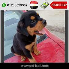 مصر الجيزة كلاب روت عندهم ٦٣ يوم متوافر اناث و ذكور pet4sell dogs animals