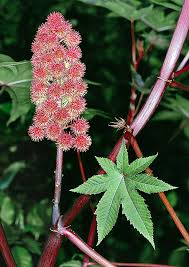 Image result for Ricinus