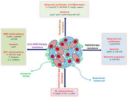 El uso de apks está muy extendido entre usuarios android pero, si eres uno de ellos, al menos hazlo de forma segura para tu móvil. Cancers Free Full Text Long Non Coding Rna Hotair In Breast Cancer Therapy Html