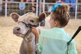 Sundance Co Livestock Show Photography Cattle Show Stockshow Life Cows And Kids Photography Showing Livestock Animal Photography