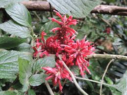 Image result for Achyrospermum carvalhoi