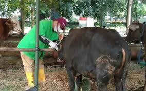We did not find results for: Iduladha Ppkm Darurat Kurban Streaming Dan Tata Cara Penyembelihan Hewan Pusat Kajian Sains Halal