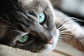 Uveitis is an inflammation of the uvea, which is the middle layer of the eye. Feline Eye Disease Can Cause Irreversible Glaucoma Cataracts And Blindness Dr Marty Becker