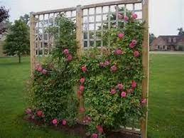 31 Flower Worthy Covered Trellis Patio Designs Climbing Flowers Climbing Flowers Trellis Climbing Roses