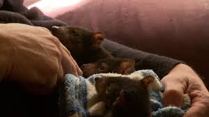 El demonio de tasmania es, evitando las innecesarias e imposibles definiciones técnicas (sarcophilus harrisii) una especie de perro pequeño que vive en la isla australiana de tasmania. Demonio De Tasmania Cachorro Tasmania Hd Stock Video 987 233 558 Framepool Stock Footage