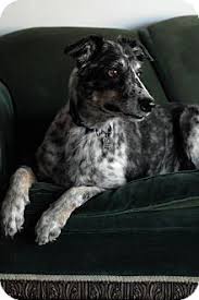 Black And White Greyhound Mix Maggie May Australian Shepherd Greyhound Mix Los Angeles Australian Shepherd Hybrid Dogs Shepherd Mix Dog