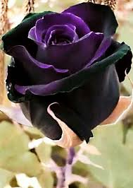 The Rose Of Midnight Rose Seeds Beautiful Rose Flowers Amazing Flowers