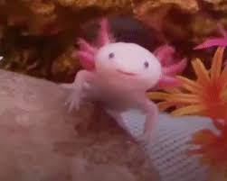 Babies follow adults, and grow to adulthood in 20 minutes. Axolotl Gifs Tenor