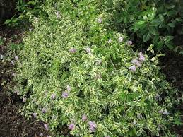 Image result for Asystasia vogeliana