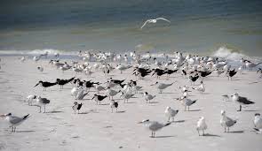 Red tides are common in florida, and have been documented as far back as the 17th century. Is There Red Tide Near Anna Maria Island Bradenton Herald