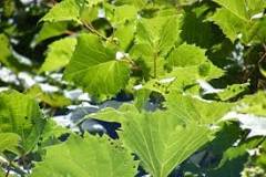 Image result