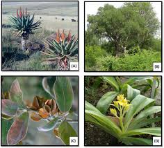 Image result for Chironia laxiflora