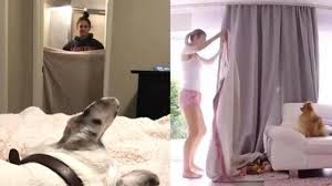 Questa procedura viene però effettuata solo a coloro i quali manifestano sintomi. Scomparire Dietro Una Coperta La Compilation Dello Scherzo Ai Cani Di Casa Giornale Di Sicilia