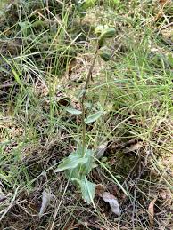 Image result for Epipactis africana
