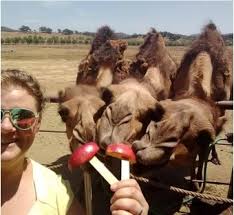 Последние твиты от oasis camel dairy (@oasiscameldairy). Camel Camp At The Oasis Camel Dairy 2020 What S Happening In San Diego