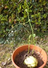 Des Christophines Pour Tout L Hiver Aux Legumes Exotiques Page 7 Jardinage En Pots Legume Exotique Jardin Naturel