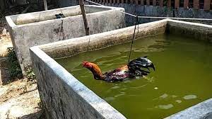 We did not find results for: 4 Cara Merawat Ayam Mangon Agar Cepat Besar Sehat