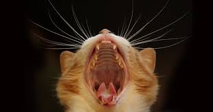 isfm advanced feline dentistry for veterinary nurses