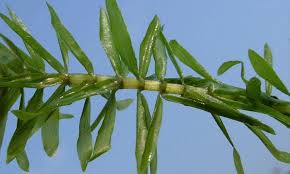 Image result for Elodea