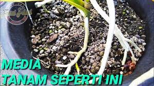 We did not find results for: Media Tanam Anggrek Vanda Agar Cepat Berbunga Youtube