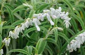 Maybe you would like to learn more about one of these? Suncrest Nurseries Inc Search Our Plant Database
