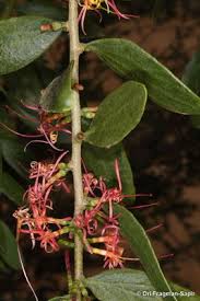 Image result for Actinanthella