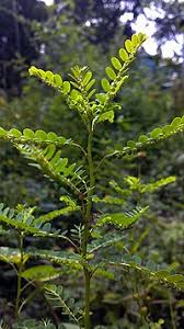 Image result for Phyllanthus ovalifolius