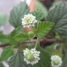 Image result for Lantana ukambensis